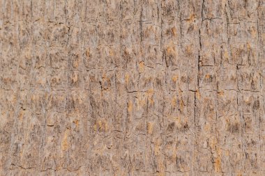 Palmiye ağacının doğal dokusu yakın plan. Kahverengi ve bej renkte pürüzlü ahşap iplik deseni. Egzotik tropik palmiye gövdesinin makro arka planı. Çevre dostu tasarım için organik ahşap yüzey.