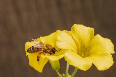 Bal arısı sarı Oxalis çiçeğinden polen topluyor. Bacaklarında polen sepetleri olan arılara yakın çekim. Akdeniz 'de biyolojik çeşitlilik, tozlaşma süreci ve çevre koruma kavramı.