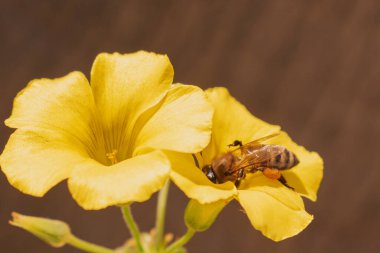 Işıl ışıl sarı Oxalis çiçeğindeki bal arısının detaylı makrosu. Artistik doğa fotoğrafçılığı, yumuşak bokeh arkaplanlı. Arı kanatları ve çiçek yaprakları üzerinde altın güneş ışığı. Tamamen doğal güzellik..