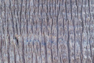 Doğal palmiye kabuğu dokusu. Tropik ağaç gövdesinin pürüzlü organik deseni. Kahverengi ve gri ahşap fiber yüzey. Çevre dostu tasarım ve 3 boyutlu dokuma için makro arkaplan.