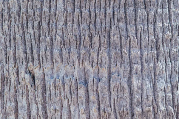 Doğal palmiye kabuğu dokusu. Tropik ağaç gövdesinin pürüzlü organik deseni. Kahverengi ve gri ahşap fiber yüzey. Çevre dostu tasarım ve 3 boyutlu dokuma için makro arkaplan.