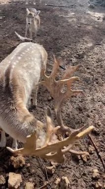 Dikey yakın plan: büyük boynuzlu, geyik yuvası, arka planda benekli dişi, vahşi yaşam parkı, hayvanlar alemi.