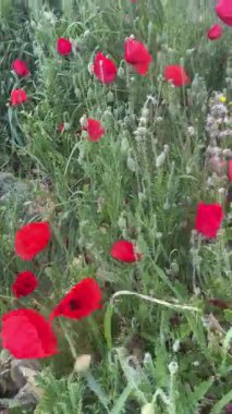 Girit 'te rüzgarda uçuşan kırmızı haşhaş tarlasının dikey güzelliği, çiçek açan güzel Akdeniz Girit çiçekleri, bahar sakin atmosferi ve Yunanistan' da seyahatin bilinçli anı..