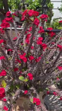 Girit 'teki asılı saksılarda Euphorbia milii çiçeklerinin dikey videosu, İsa Bitkisi, Girit meydanı yakınlarındaki Dikenli Taç, Akdeniz çiçek dekoru.