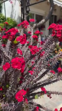 Girit 'teki asılı saksılarda Euphorbia milii çiçeklerinin dikey videosu, İsa Bitkisi, Girit meydanı yakınlarındaki Dikenli Taç, Akdeniz çiçek dekoru.