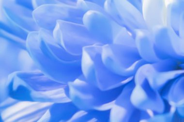 Dinamik mavi çiçek deseni: katmanlı kasımpatı yaprakları olan soyut bir odak noktası. Akıcı çizgiler ve yumuşak tonlar sanatsal tasarımlar, paketleme ve dijital medya için mükemmeldir.