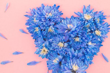 Kalp şeklinde mavi kasımpatı çiçekleri pembe arka planda romantik aşkı simgeliyor. Bu şık, canlı kompozisyon Sevgililer Günü, düğün duyuruları ve içten tebrik kartları için idealdir.