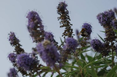 Chaste Ağacı 'nın lavanta mavisi dikenlerini tozlaştıran tüylü bir Bumblebee' nin (Bombus) yakın çekim makrosu. Böcek aktif olarak nektar ve polen topluyor ve doğanın tozlaşma sürecinin hayati önemini gösteriyor.