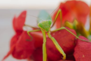 Yeşil Avrupalı peygamber devesi kırmızı bir çiçeğin arka planında poz veriyor ve gülümsüyor. İyi kalite fotoğraf