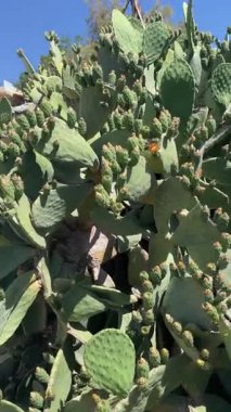 Yeşil meyve ve çiçeklerle dolu dev bir Opuntia kaktüsünün dikey videosu, Akdeniz bahçesinde yenilebilir dikenli armut, tropikal bitki örtüsü ve tıkanıklıklar.