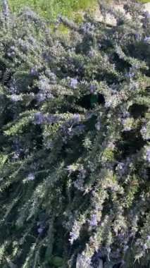 Çiçek açan biberiyenin dikey videosu, arılar nektar topluyor, organik Girit Akdeniz florası, doğal biberiye bal üretimi