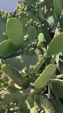 Yeşil meyve ve çiçeklerle dolu dev bir Opuntia kaktüsünün dikey videosu, Akdeniz bahçesinde yenilebilir dikenli armut, tropikal bitki örtüsü ve tıkanıklıklar.