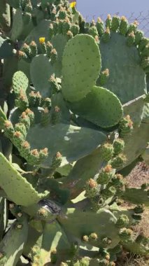 Yeşil meyve ve çiçeklerle dolu dev bir Opuntia kaktüsünün dikey videosu, Akdeniz bahçesinde yenilebilir dikenli armut, tropikal bitki örtüsü ve tıkanıklıklar.