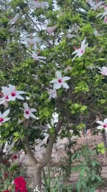 Dikey görüntüler: Bahçede açan beyaz Hibiscus arnottianus, tropik ağaç çiçekleri, Akdeniz flora sanatı.