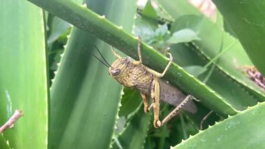 Yeşil aloe vera yaprağında büyük Mısır çekirgesi, kanatlı dev çekirge, Akdeniz yaban hayatı