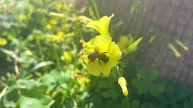 Arıların baharda sarı Oxalis çiçeklerinde nektar topladığı video, Girit 'in Akdeniz florası, doğal bal üretimi konsepti