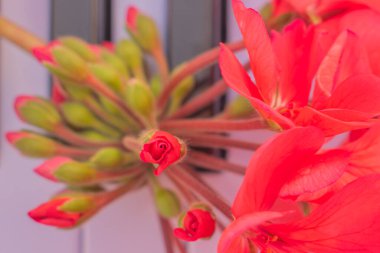 Piyano tuşlarında taze sardunya çiçekleri, müzikal enstrüman klavyesinde kırmızı pelargonyum çiçekleri, romantik atmosfer ve şarkı ilham konsepti..