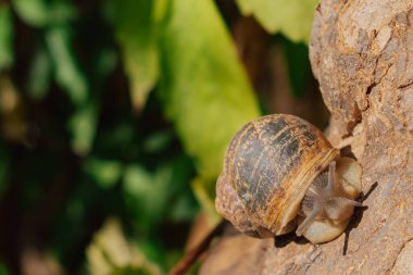 Ağaç gövdesine emilen bahçe salyangozunun makro görüntüsü, yumuşak odaklı yeşil yapraklı yumuşakça kabuğuna yakın, ekoloji konsepti.