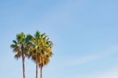 Palmiye üçlüsü uçsuz bucaksız bir gökyüzüne karşı duruyor. Bereketli tropikal yapraklar ve parlak güneş ışığı ile dengelenmiş kompozisyon yaz tasarımı için geniş bir kopya alanı sunar.