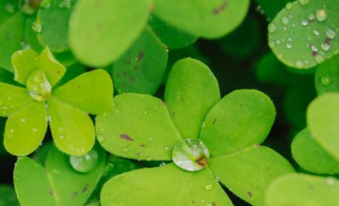 Bahar yağmurundan sonra pürüzsüz zümrüt oksalis yapraklarının üzerinde dinlenen taze çiğ damlaları prizma benzeri parlak yansımalar ve Akdeniz sabah saflığının canlı bir makro görüntüsü yaratır..