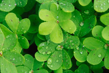 Bahar yağmurundan sonra pürüzsüz zümrüt oksalis yapraklarının üzerinde dinlenen taze çiğ damlaları prizma benzeri parlak yansımalar ve Akdeniz sabah saflığının canlı bir makro görüntüsü yaratır..