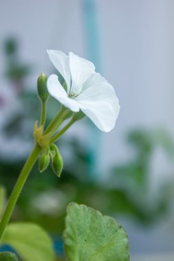 Beyaz ıtır çiçeği, Sardunya, storksbills, ev bitki bilinen