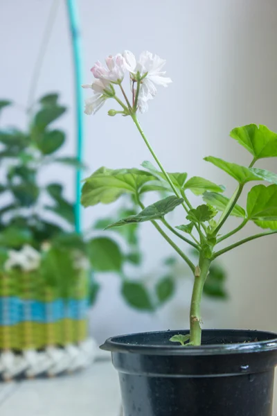 Rosa Pelargonien-Blume, Geranien, Storchschnabel, heimische Pflanze — Stockfoto