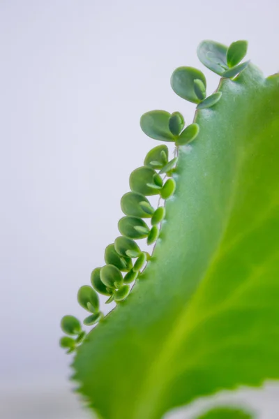 Kalanchoe pinnata feuille sur fond gris — Photo