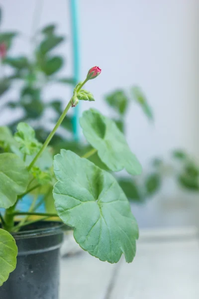 Rode pelargonium bloem, geranium, bekend als storksbills, home plant — Stockfoto