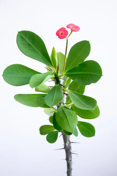 Crown of thorns, Christ Thorn. Euphorbia milii - Home plant — Stock Photo, Image