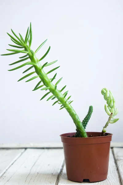 Succulent in flower pot, on grey background — Stock Photo, Image