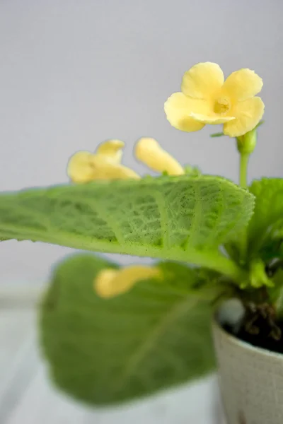 Gros plan de jaune Episcia plante d'accueil — Photo