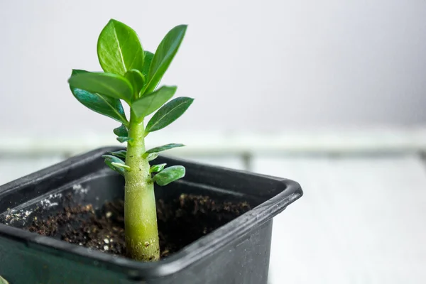 Adenium obesum입니다. 사막 로즈입니다. 임 팔 라의 백합 모의 진달래 — 스톡 사진