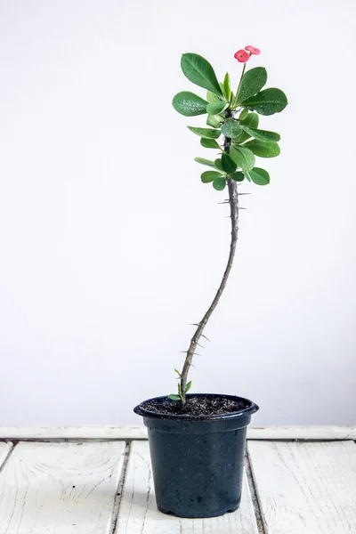 Couronne d'épines, Christ Thorn. Euphorbia milii - Plante d'intérieur — Photo