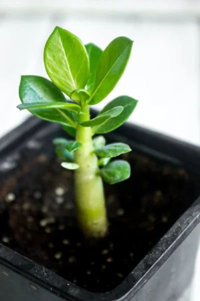 Adenium obesum. Desert Rose. Impala Lily. Mock Azalea — Stock Photo, Image