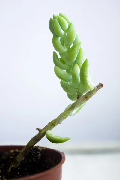 Succulenta in vaso di fiori, su fondo grigio — Foto Stock