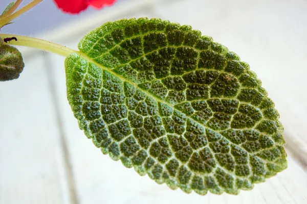 Close up of pink Episcia leaf — Stock Photo, Image