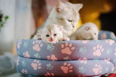 Annemle bir yastıkta oturan sevimli gri kedi yavrusu portresi..