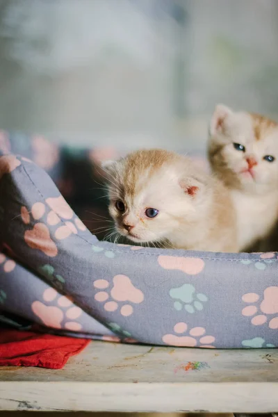 Kleine Geweldige Kittens Een Tafel — Stockfoto