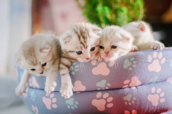 Tres Gatitos Grises Una Almohadilla Para Mascotas —  Fotos de Stock