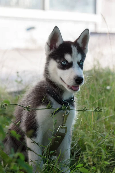 Jovem Filhote Cachorro Husky Caminhada Fora — Fotografia de Stock