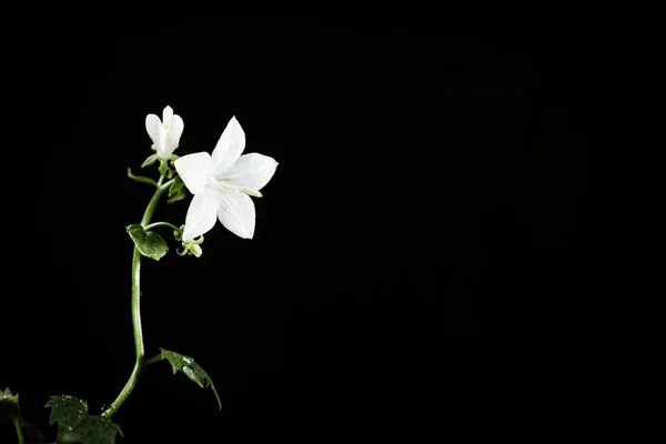 White campanula flower on a black background