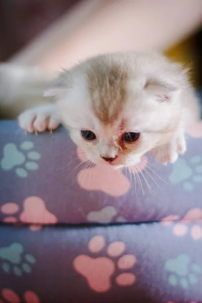 Retrato Pequeno Gatinho Cinzento — Fotografia de Stock