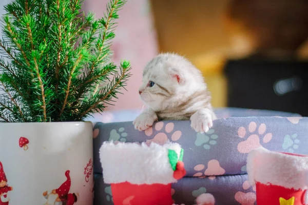 Hermoso Gatito Gris Durante Celebración Navidad — Foto de Stock