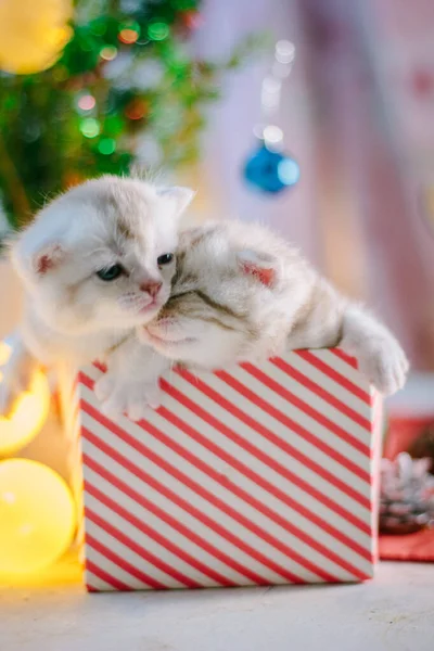 Dos Gatitos Adorables Una Caja Regalo Navidad — Foto de Stock