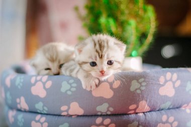 Evcil bir evde oturan iki sevimli kedi yavrusu..