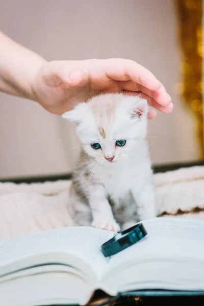 紙本の上の愛らしいグレー子猫 — ストック写真