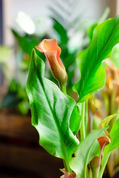 Hermosa Flor Lirio Cala Orang Cultivada Una Casa — Foto de Stock