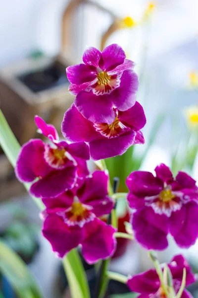 Orquídea Roxa Bonita Uma Janela Brilhante Dia Ensolarado — Fotografia de Stock