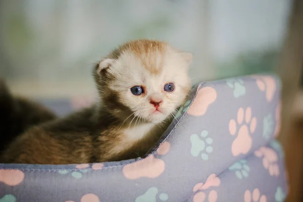 Retrato Belo Gatinho Cinza Reto Escocês — Fotografia de Stock